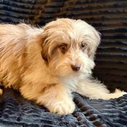 Hans - Red merle male Aussiedoodle puppy in Castalia, Iowa from K&K Kennels