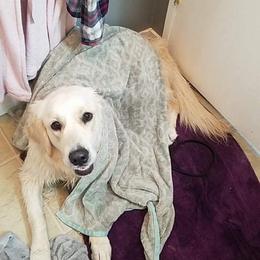 Goldendoodle and Golden Retriever Puppies from Goldens and Doodles of MN