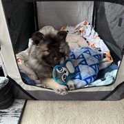Keeshond Puppies from Hocking Hills Keeshonds