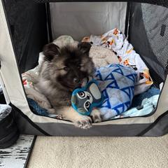 Keeshond Puppies from Hocking Hills Keeshonds