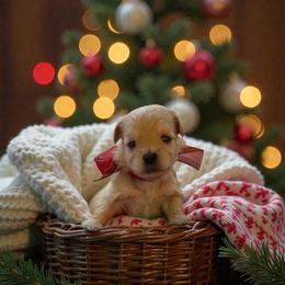 Blizzard - Red male Maltipoo puppy in St. George, Utah from Winchester Hills Poodles and Doodles