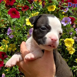 Drew - Black male American Staffordshire Terrier puppy in Clintwood, Virginia from SkyBlue Kennel