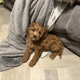 Lily - Red female Cavapoo puppy in Osseo, Michigan from Smiths Fluffy butts