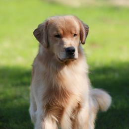 Strider - Golden Retriever