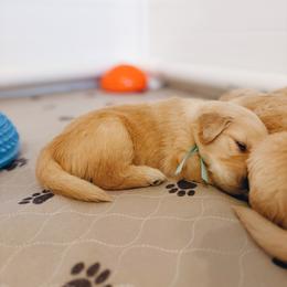 Golden Retriever Puppies from Gillit Family Goldens of NTX