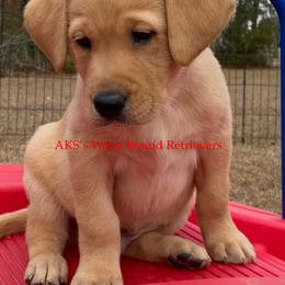 Labrador Retriever Puppies from AKS’s Water Bound Retrievers