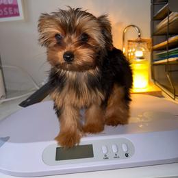 Suri DNA and CKC - Blue and gold female Yorkshire Terrier puppy in Cape Coral, Florida from Katherine’s Yorkies and Poodles