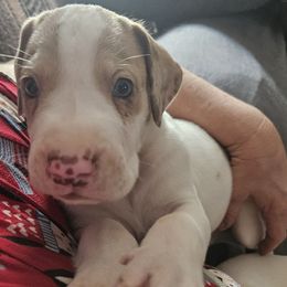 Chocolate Fawn Merle Piebald - Chocolate and white male Great Dane puppy in Biscoe, North Carolina from Clouser's Bodacious Danes