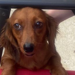 Jazzy - Dachshund