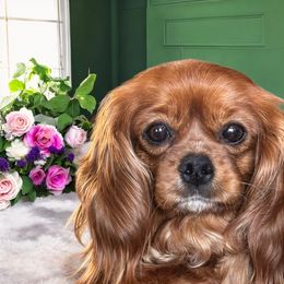 Maia - Cavalier King Charles Spaniel