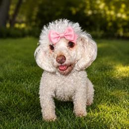 Molly - Poodle