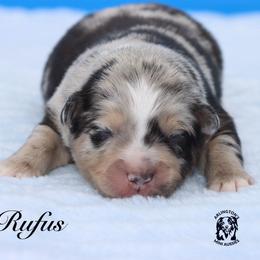 Jade - Blue merle male Miniature Australian Shepherd puppy in Weeki Wachee, Florida from Arlington's Mini Aussies