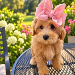 W h i s k e y   R o s e - female Cavapoochon puppy in Bullard, Texas from Cavapoochon Central LLC