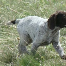 Brittanys and German Wirehaired Pointers from CYNISTER KENNELS  German Wirehairs and Brittany's
