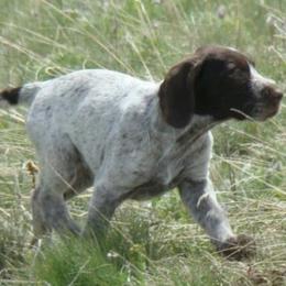 Brittanys and German Wirehaired Pointers from CYNISTER KENNELS  German Wirehairs and Brittany's