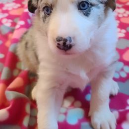 Border Collie Puppies from Sherry's Border Collies