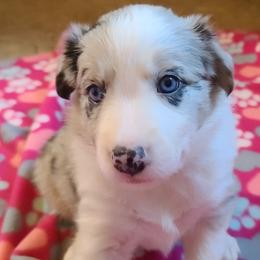 Border Collie Puppies from Sherry's Border Collies
