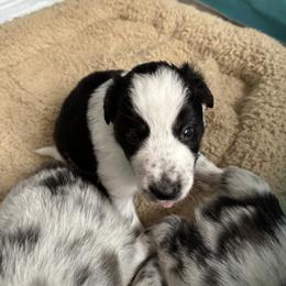 Border Collie Puppies from Roaring River Border Collies