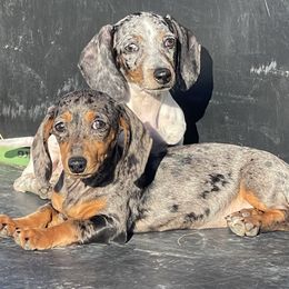 Edna mode - Dachshund