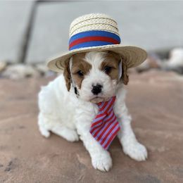 Bernedoodle and Cavapoo Puppies from Sugar Doodles Pups