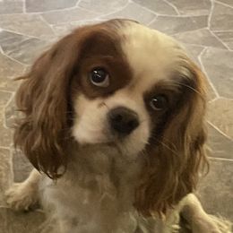 Willy - Cavalier King Charles Spaniel