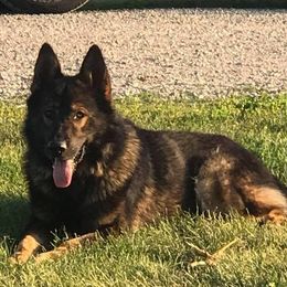 Keto - German Shepherd