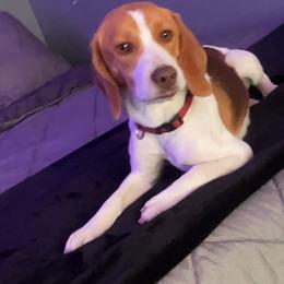 Beagle puppies from 831 Beagles