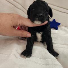 Poodle Puppies from Sally Hamer