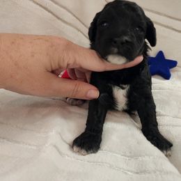 Poodle Puppies from Sally Hamer
