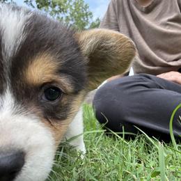 Pembroke Welsh Corgi Puppies from Sherwood Acres Pembrokes