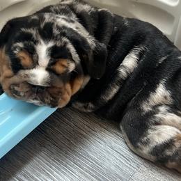Bulldog Puppies from Gavier’s Classy Bulldogs