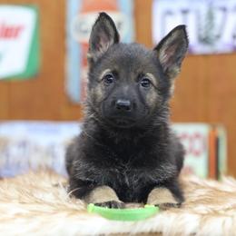 Lime green collar - Sable female German Shepherd puppy in Philippi, West Virginia from Vom Haus Highlands