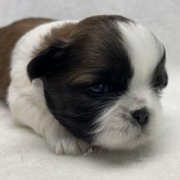 Shih Tzu Puppies from Little Miracles Shih Tzu