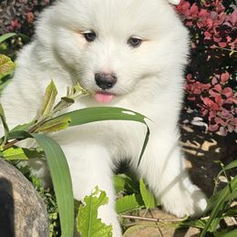 Samoyed Puppies from Rocky Mountain Samoyeds