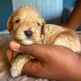 Blue Collar Boy - Caramel male Australian Labradoodle puppy in Hagerstown, Maryland from Westfields Labradoodles