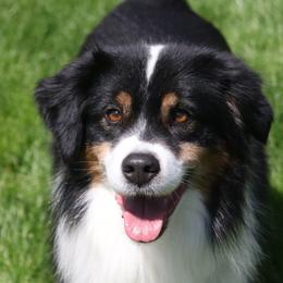 Bolo - Miniature American Shepherd