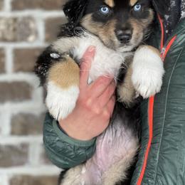 Australian Shepherd, Miniature American Shepherd, Miniature Australian Shepherd, and Toy Australian Shepherd Puppies from Painted Blue Aussies