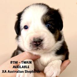 Twain - Black tri-color male Australian Shepherd puppy in Gowen, Michigan from XA AUSTRALIAN SHEPHERDS