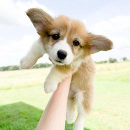 Red - Anne of Cleves (fluffy) - Red female Pembroke Welsh Corgi puppy in Milan, Georgia from Williams’ Welsh Corgis LLC