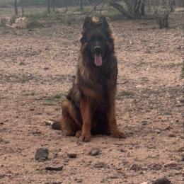 Grizzly vom AshtonHaus - Sable male German Shepherd puppy in Wickenburg, Arizona from Vom AshtonHaus German Shepherds