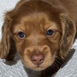 Boy 2 - Red male Dachshund puppy in Signal Mountain, Tennessee from Hot Diggity Doxens