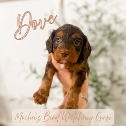 Dove - Chocolate female Cavapoo puppy in Colcord, Oklahoma from Copper Lane Aussies, Doodles & Cavapoos
