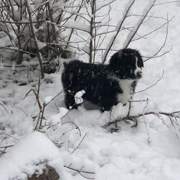 Australian Shepherd and Collie Puppies from Nicara kennel
