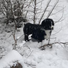 Australian Shepherd and Collie Puppies from Nicara kennel