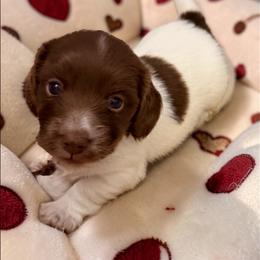 Georgina - Piebald female Dachshund puppy in Magnolia, Texas from Carrie’s Countryside Dachshunds
