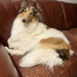Collie All Grown Up from River Spirit Collies