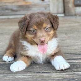Bowen Kauffman - Red tri-color male Australian Shepherd puppy in Statesville, North Carolina from Charming Australian Shepherds