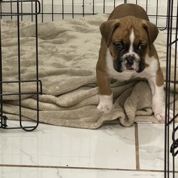 Boxer Puppies from Martinez Boxers of Central Florida