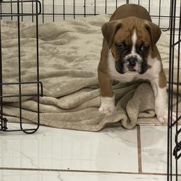 Boxer Puppies from Martinez Boxers of Central Florida