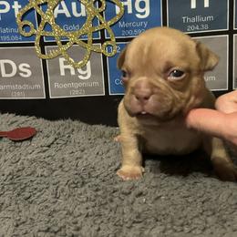 Auggie - Red sable male American Bully puppy in Orlinda, Tennessee from SimplyBullies